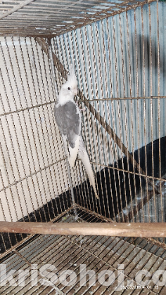 Cockatiel Male & Female